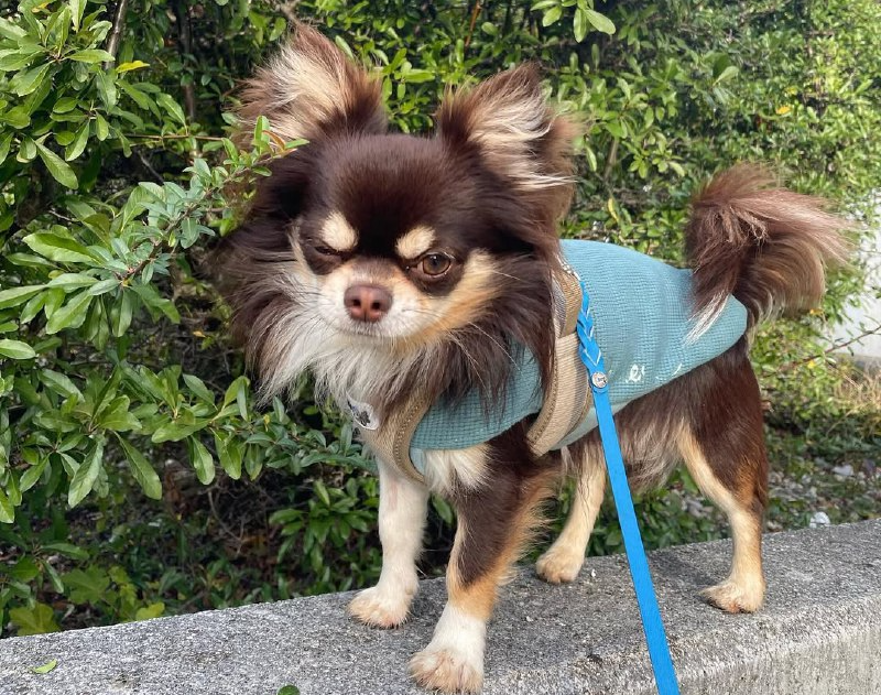 Chihuahua background photo