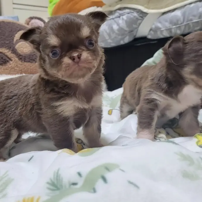 Chihuahua puppy for sale - Hollo