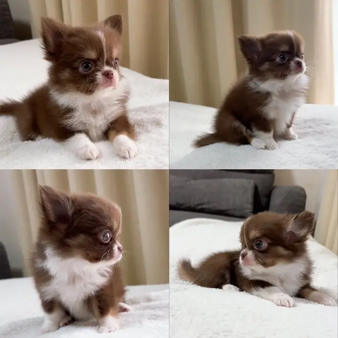 Chihuahua puppy for sale - Choi
