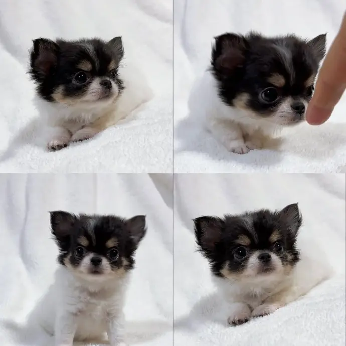 Chihuahua puppy for sale - Lilian