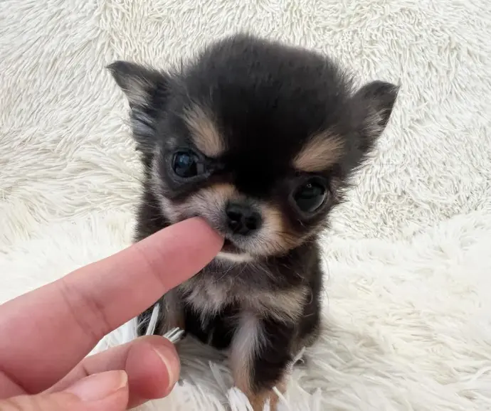 Chihuahua puppy for sale - Stan