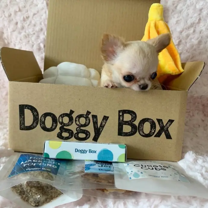 Chihuahua puppy for sale - Mora