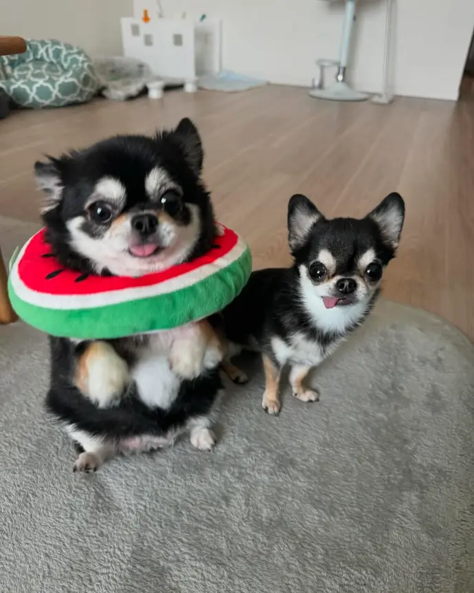 Chihuahua cattery Cover photo